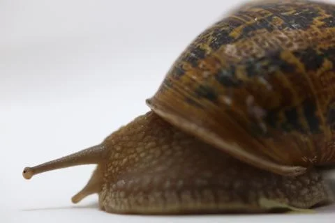 Snail on the white background Stock Photos