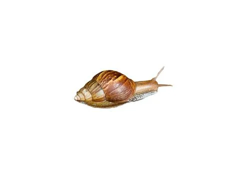 Snail on a white background Foto stock