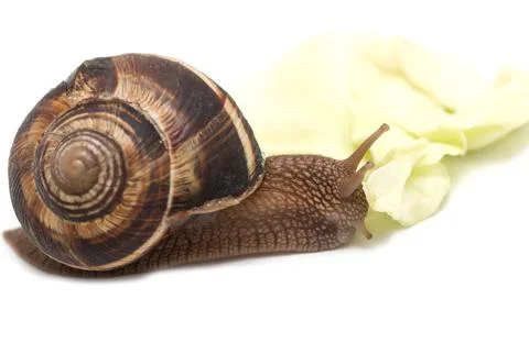 Snail on a white background Stockfoto's