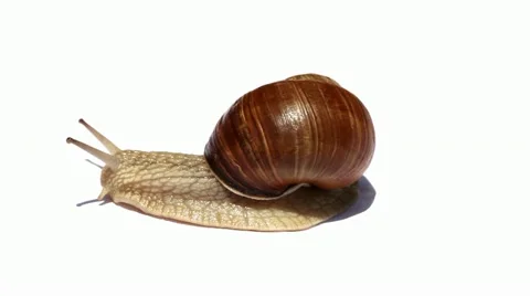 Snail on white. Stock Footage 11292634