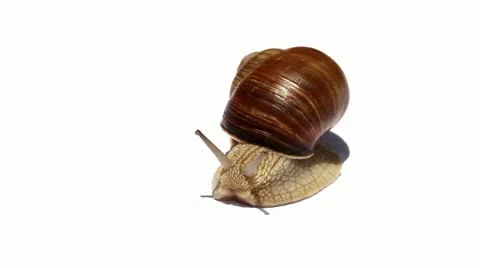 Snail on white. Stock-Footage 11292636