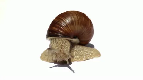 Snail on white. Stock Footage 11428773