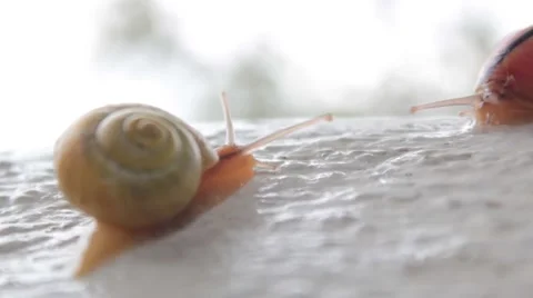 Snail white Stock Footage 43794414