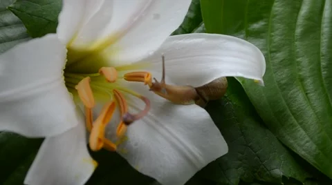 Snail on a white lily Stock Footage 64807770