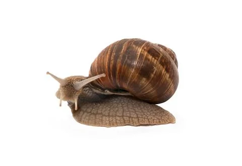 Snail on white Stock Photos