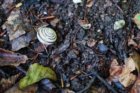 Snail with white shell on wet brown leaves and forest soil Stock Photos