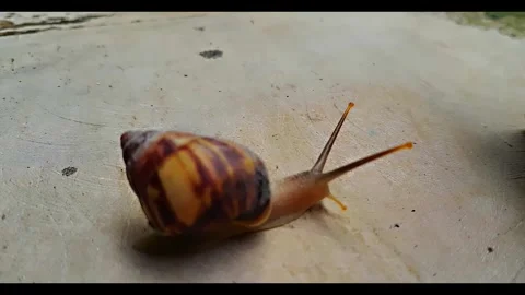 Snail white stone Surface Stock Footage 320952399