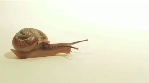 Snail on White Time Lapse Stock Footage 11910238