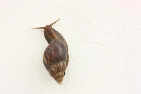 Snail on the white wall Stock Photos