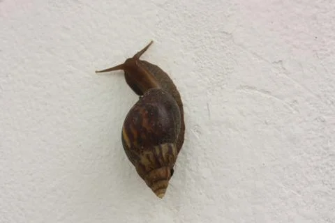 Snail on the white wall Foto stock