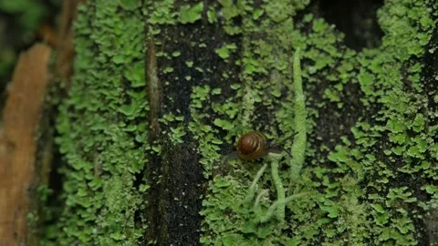 The snail will climb on the lichen. Видео 154635580
