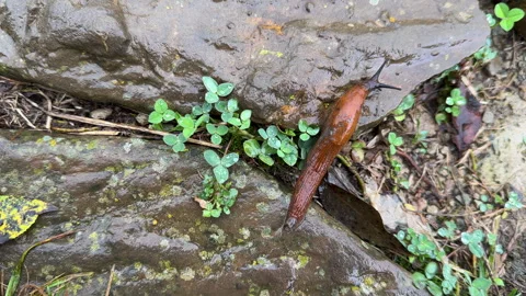 A snail will confidently climb from stone to stone in rainy weather Video stock 285345224