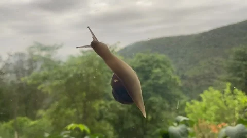 Snail on a window in Les Cévennes Stock Footage 345361096