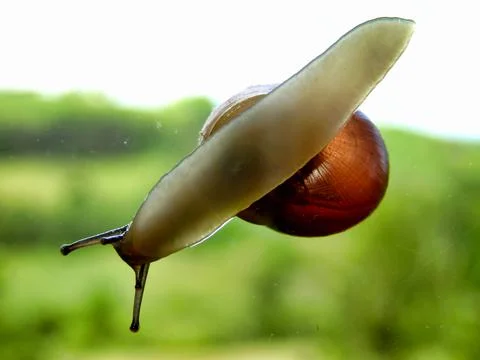Snail on a Window. Stock Photos
