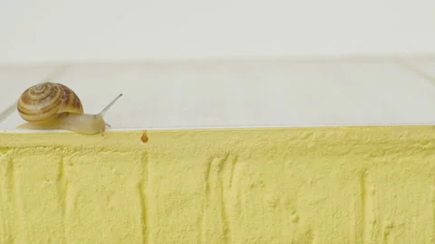 Snail on windowsill Stock Footage 114130919