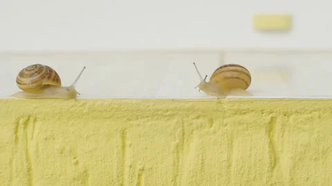 Snail on windowsill Stock Footage 114131213