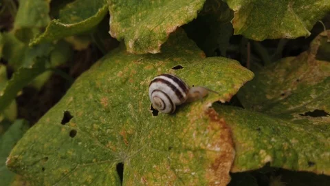 Snail. Withered leaf of cucumbers - 2. Stock-Footage 116565101