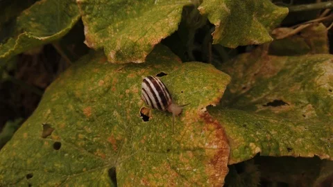 Snail. Withered leaf of cucumbers. Vídeos de archivo 116565074
