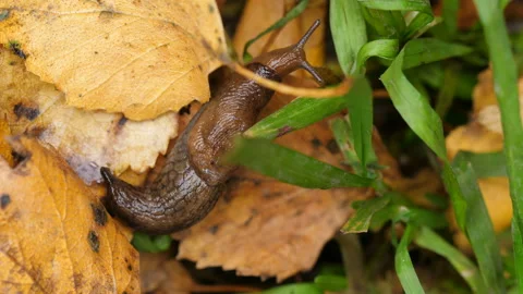 Snail without shell in autumn foliage Stock Footage 95882779