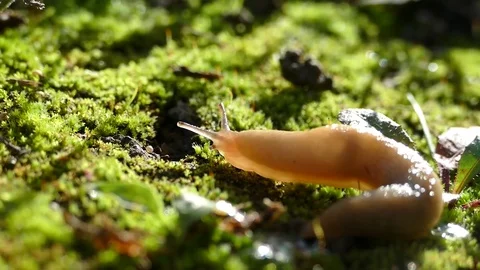 Snail without shell. Stock Footage 81395976