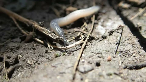 Snail without shell Stock Footage 123709164