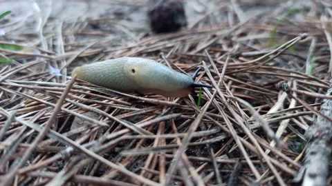 Snail without shell Stock Footage 144667437