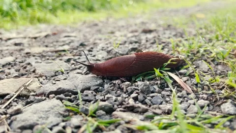 Snail without shell Stock Footage 162741583