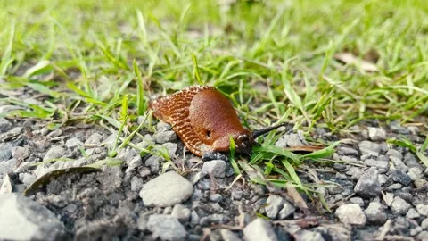 Snail without shell Stock Footage 164522453