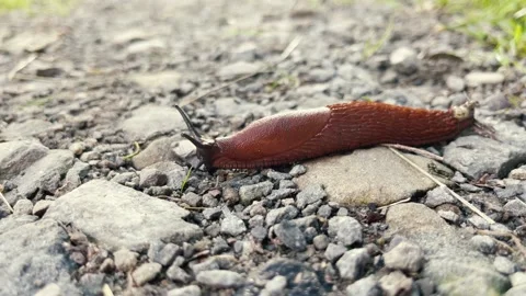Snail without shell Stock Footage 165616498