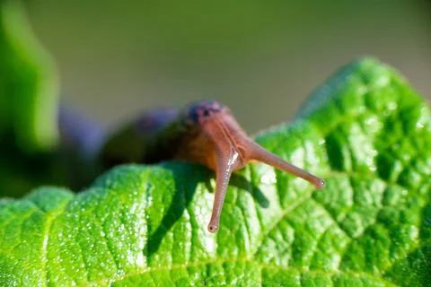 Snail without shell. Leopard slug Limax maximus, family Limacidae, crawls on  Stock Photos