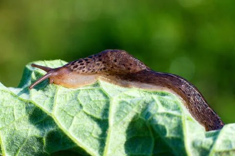 Snail without shell. Leopard slug Limax maximus, family Limacidae, crawls on  Foto stock