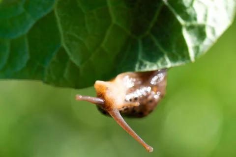 Snail without shell. Leopard slug Limax maximus, family Limacidae, crawls on  Stock Photos