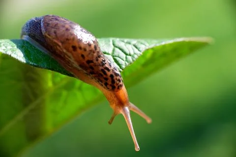 Snail without shell. Leopard slug Limax maximus, family Limacidae, crawls on  Stock Photos