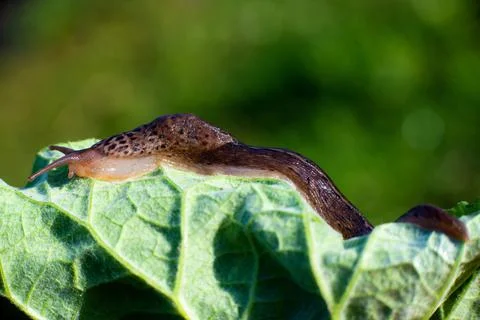 Snail without shell. Leopard slug Limax maximus, family Limacidae, crawls on  Stock Photos