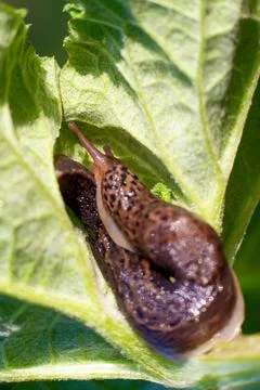 Snail without shell. Leopard slug Limax maximus, family Limacidae, crawls on  Stock Photos