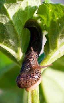 Snail without shell. Leopard slug Limax maximus, family Limacidae, crawls on  Stock Photos