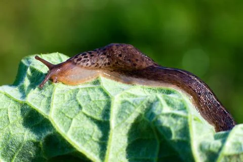 Snail without shell. Leopard slug Limax maximus, family Limacidae, crawls on  Stock Photos