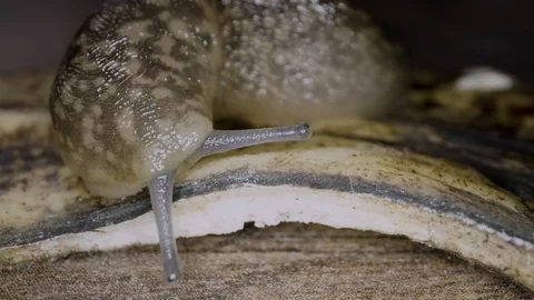 Snail without shell, macro close up 4k slow motion 120fps Stock Footage 115176241