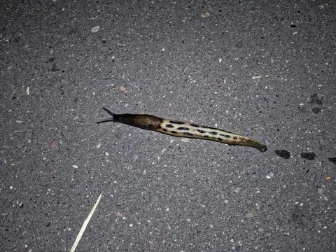 A snail without the shell on the pavement Stock Photos