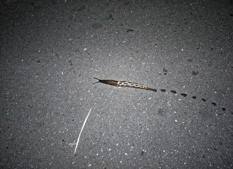 A snail without the shell on the pavement Stock Photos