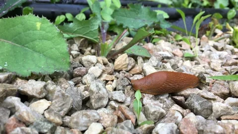 A snail without a shell. The slug crawls over the stones Stock Footage 158747408