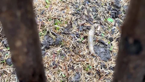Snail without shell is slug rub earth graze and over grazing animal in Stock Footage 243267911
