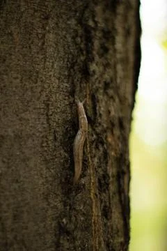 Snail without shell, slugs on the tree Stock Photos