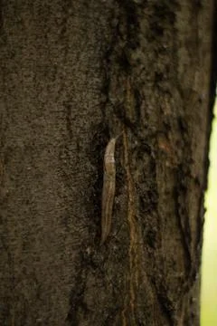 Snail without shell, slugs on the tree Stock Photos