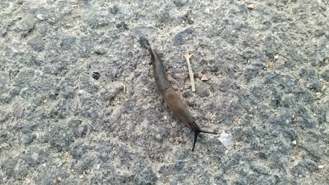 Snail without a shell. snail without a shell moves along the asphalt. Stock Footage 204852091