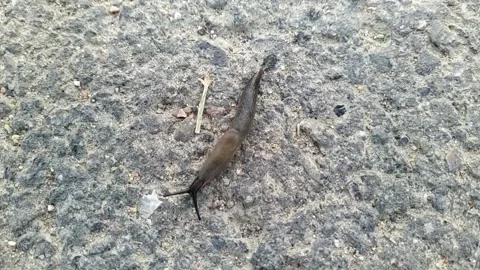 Snail without a shell. snail without a shell moves along the asphalt. Stock Footage 204852094