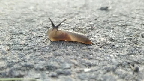 Snail without a shell. snail without a shell moves along the asphalt. Stock Footage 204852108