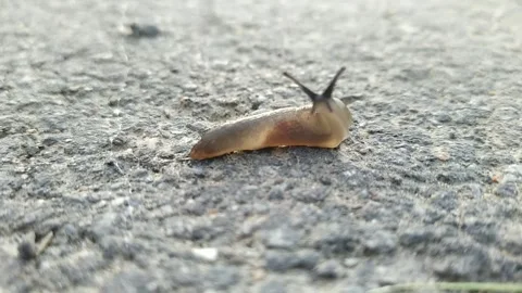 Snail without a shell. snail without a shell moves along the asphalt. Stock Footage 204852109