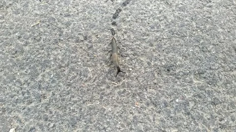Snail without a shell. snail without a shell moves along the asphalt. Stock Footage 204852115