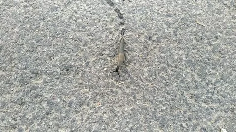 Snail without a shell. snail without a shell moves along the asphalt. Stock Footage 204852116
